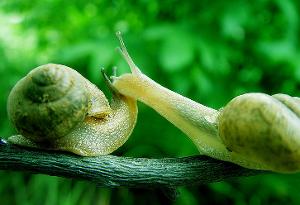 前些天下雨后在广场捡了一只大蜗牛,它属于哪种?名称求教,谢谢