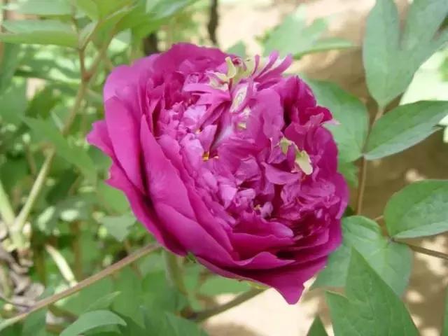 8.8发财日的祝福,8月18日发财日早安祝福图片