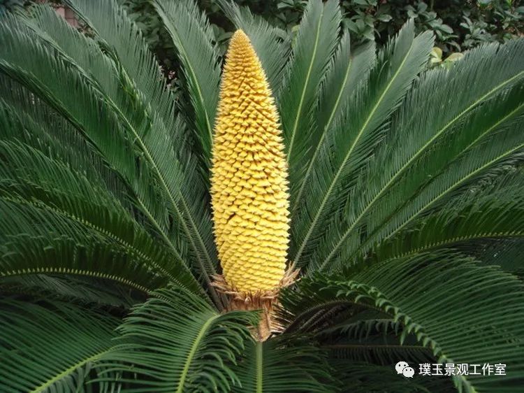 最漂亮的铁树开花,铁树开花深圳