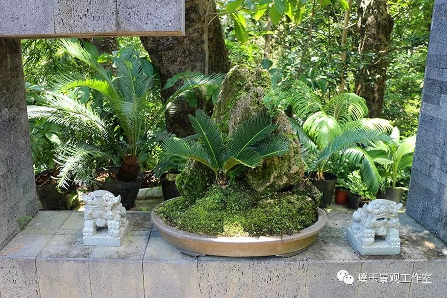 最漂亮的铁树开花,铁树开花深圳