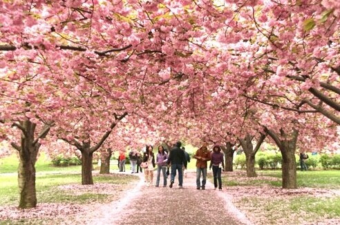 樱花名字来历10字,樱花的来历和寓意