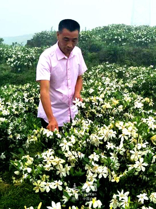 永嘉黄栀子全产业链开发第一人：用栀子花开出财富