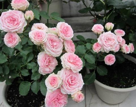 玫瑰花苞不开花怎么办,玫瑰花盆栽带花苞怎样养护