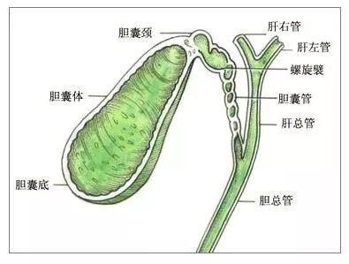「药师说药」医生我的胆好痛，要切，切掉吗？