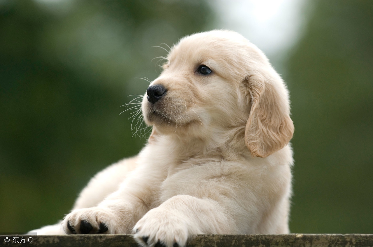 怎么使狗狗香香的,狗狗消除异味的最好方法