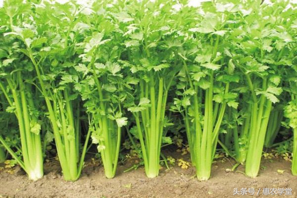 芹菜出苗后长得慢怎办,香菜几天出苗芹菜多少天出苗