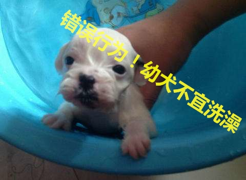 买狗指南养狗注意事项,养狗小白入门指南狗子到家