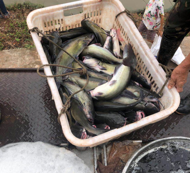 鮰鱼今日鱼价,鮰鱼最新鱼价