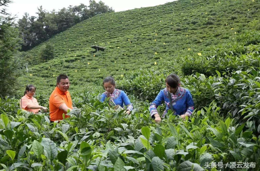 茶乡“领头阳”的人善茶方纯