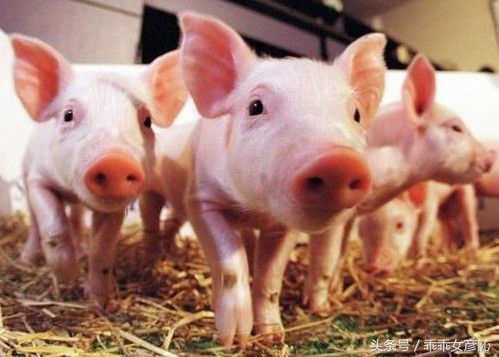 微信/QQ头像透露你的性格，你是哪一种？