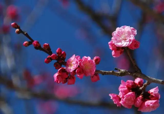 全国31省会城市的市花,全国56个市市花