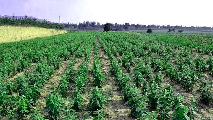 乡村脱贫大学生创业比赛,大学生创新创业大赛助力脱贫