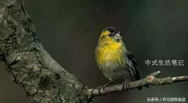 提笼架鸟什么意思,提笼架鸟