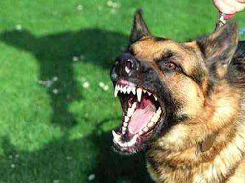 被打了疫苗的狗狗咬伤需要打针吗,被打了狂犬疫苗的狗狗