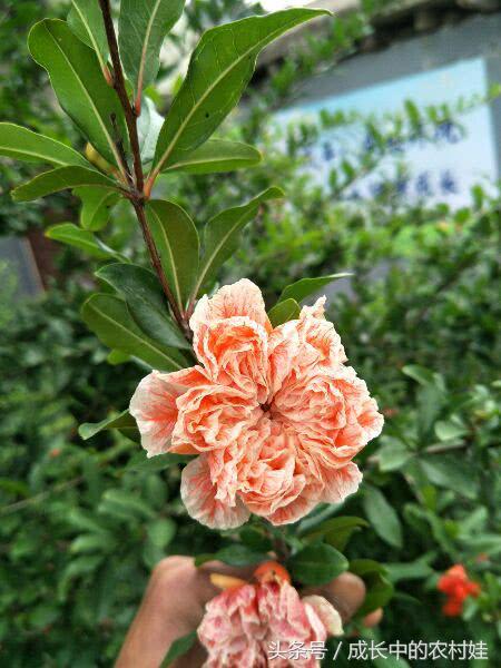 石榴营养丰富，药用价值高，连被我们吐掉的籽也含有较高营养价值