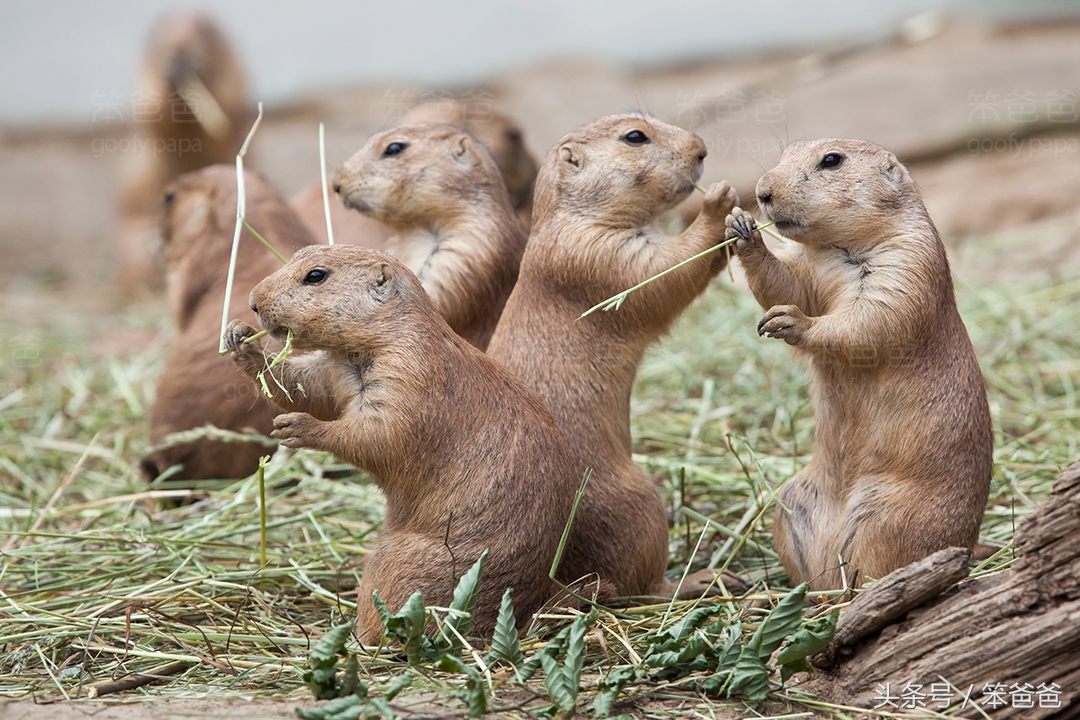长得像松鼠又像黄鼠狼的动物,黑尾土拨鼠和旱獭哪个好看