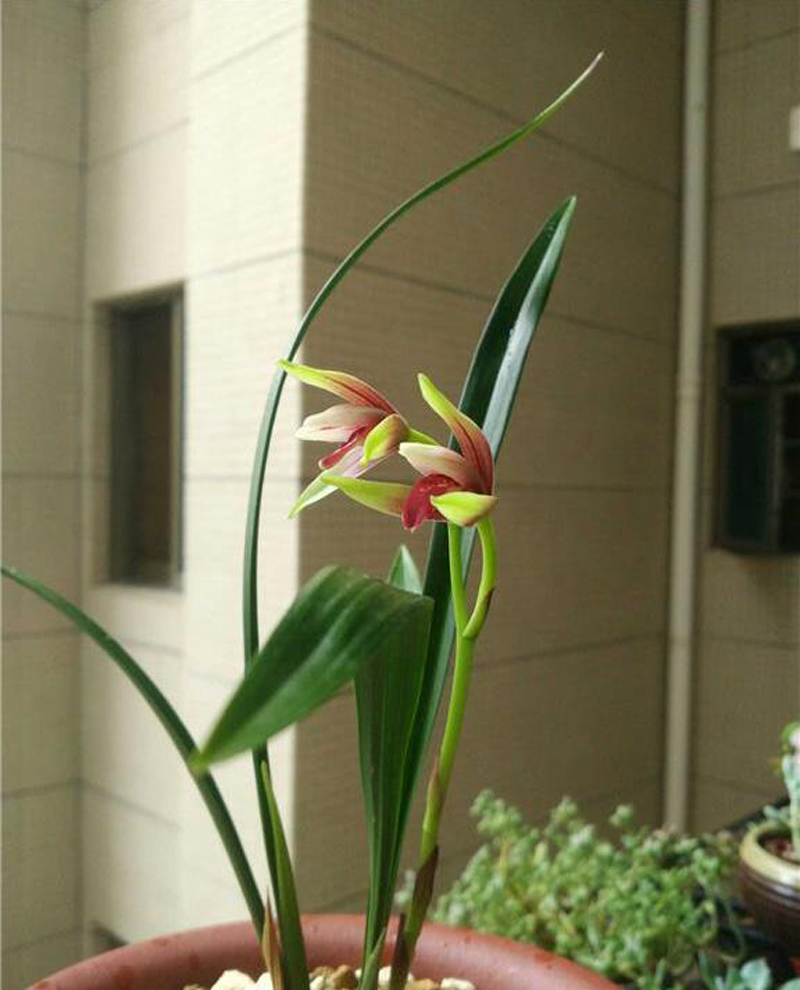 兰花价格决定因素由高到低,如何了解兰花价格