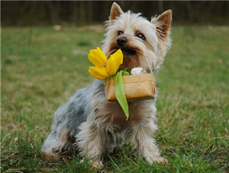 养一只狗需要准备什么东西,养一只狗前期需要多少钱