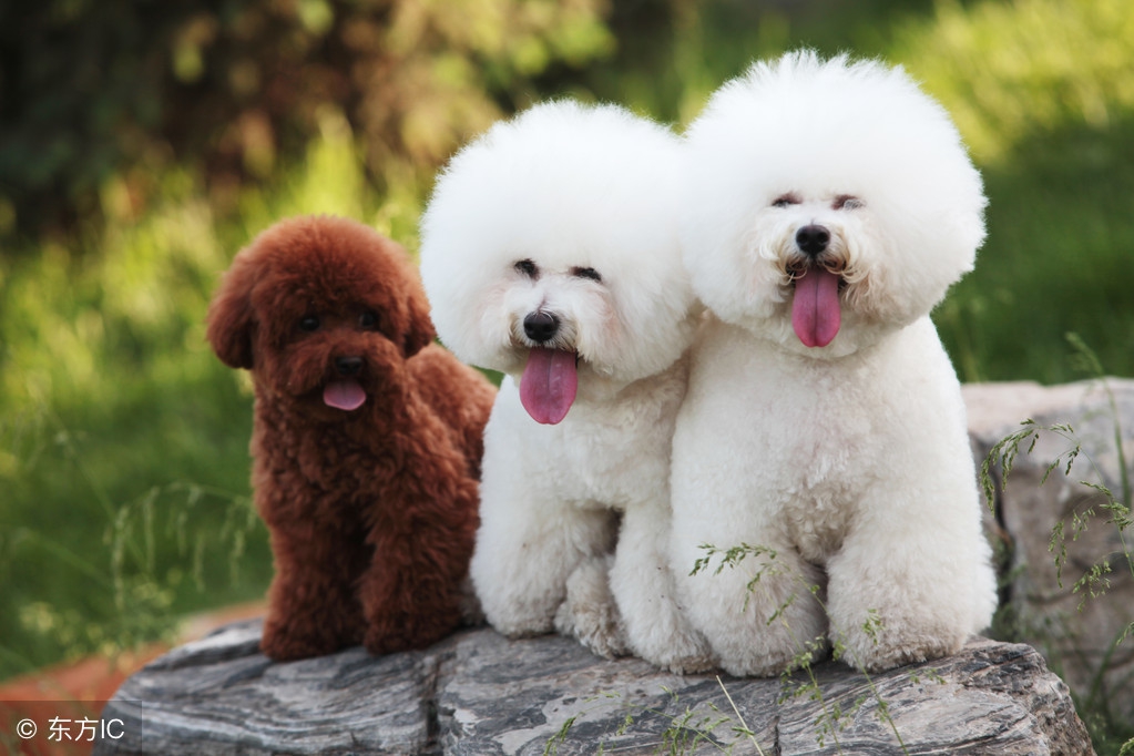 养一只狗需要准备什么东西,养一只狗前期需要多少钱