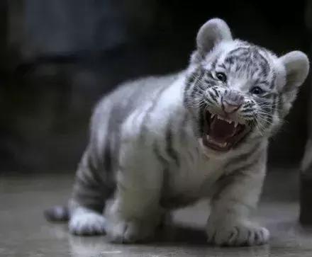 纳粹集中营1945,1945年德国集中营