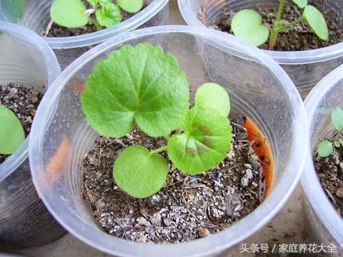 6种耐阴开花两不误的花,什么花适合阳台种植一年四季开花