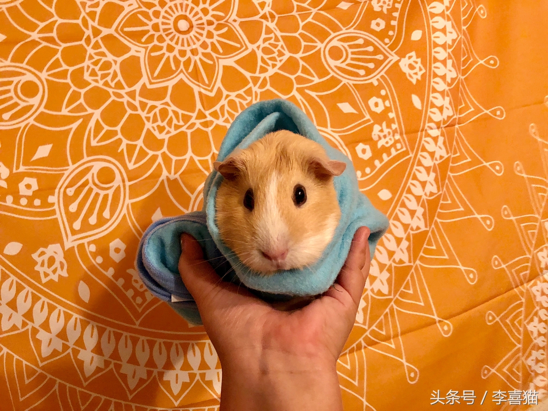 豚鼠成长过程,豚鼠为什么最适合当宠物