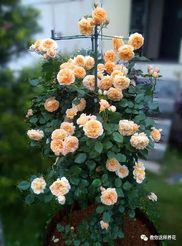 绿萝过冬后叶子全掉了,绿萝过完冬叶子黄了还能活吗