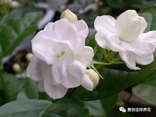 铜钱草修剪完干了如何补救,铜钱草与绿萝哪个好养