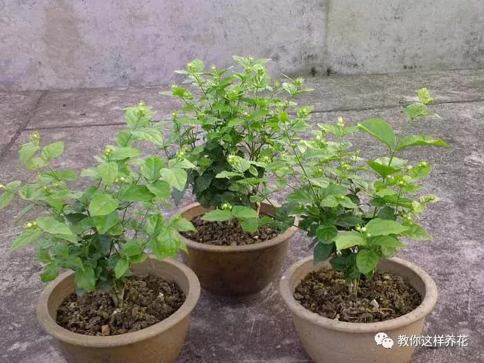 铜钱草修剪完干了如何补救,铜钱草与绿萝哪个好养