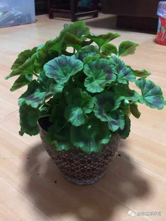 绿萝过冬后叶子全掉了,绿萝过完冬叶子黄了还能活吗