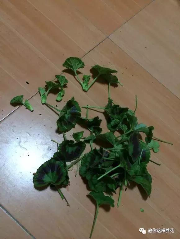 铜钱草修剪完干了如何补救,铜钱草与绿萝哪个好养