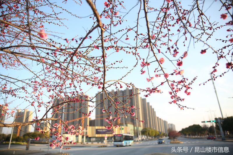 花桥上海双城生活,昆山花桥和上海一路之隔