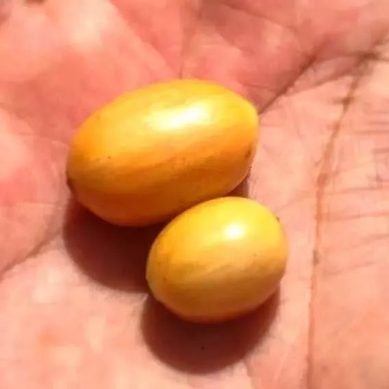 咖啡品鉴｜咖啡品种在不同国家和地区表现不同风味