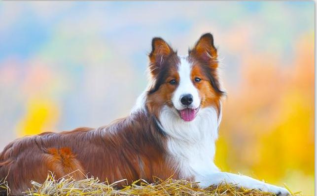 盘点那些狗狗的奇怪叫声,狗狗的名字太奇葩了