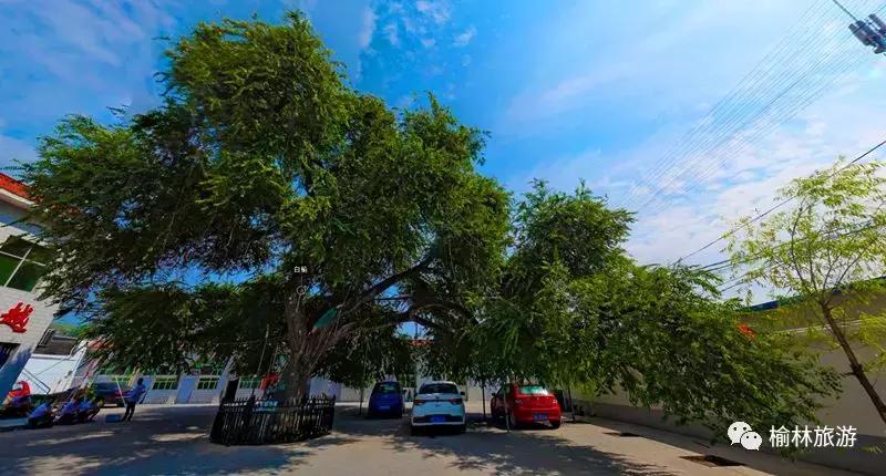 走遍榆林寻古树、品农味、游乡村，感受最清爽的一抹绿之子洲篇