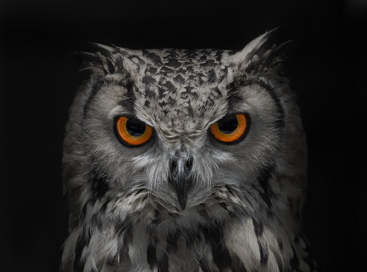 动物眼中的人类有多可怕,动物眼中的世界居然是这样