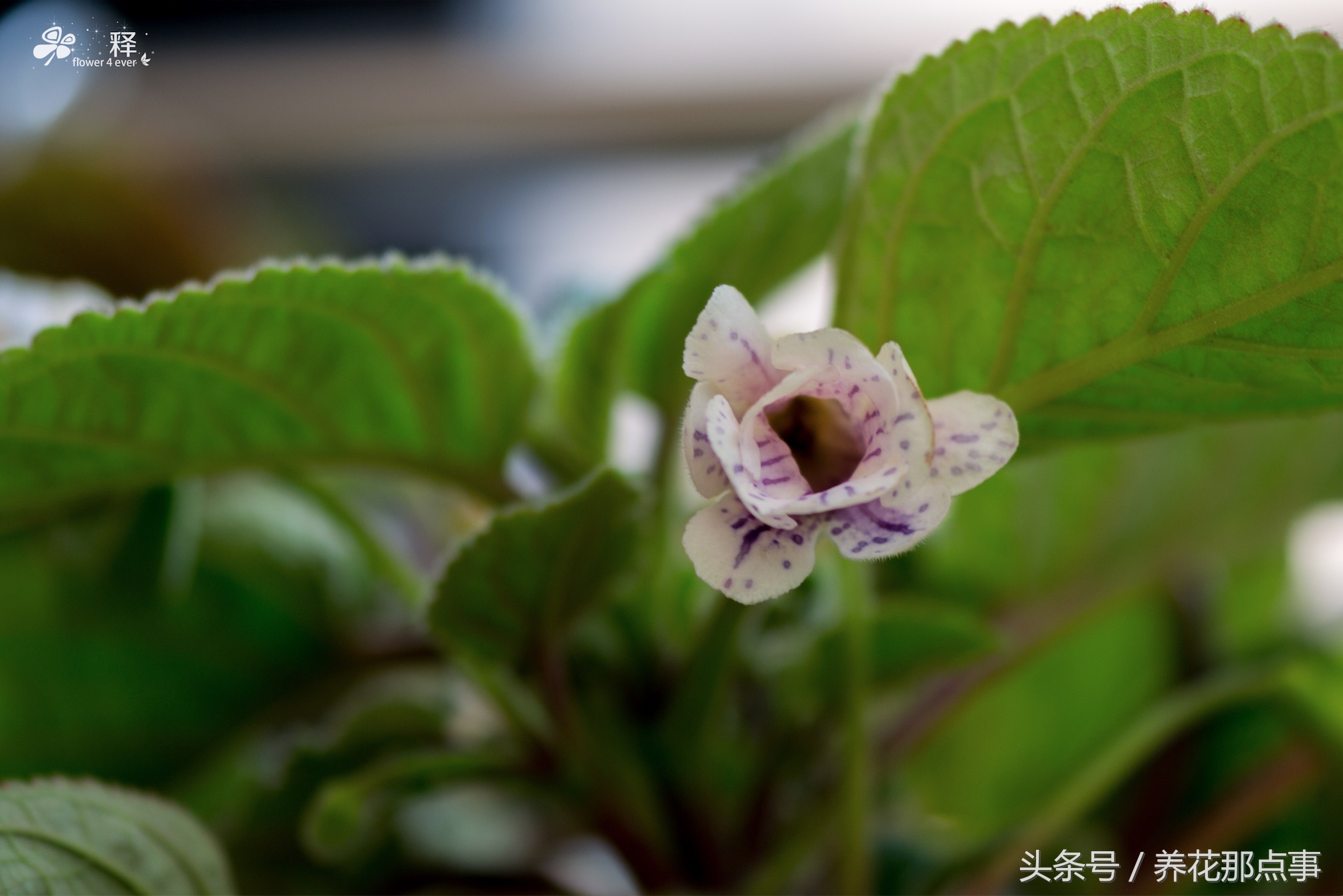 在鱼缸旁边种上这些花,不但花长得好而且还能给鱼缸增添色彩感