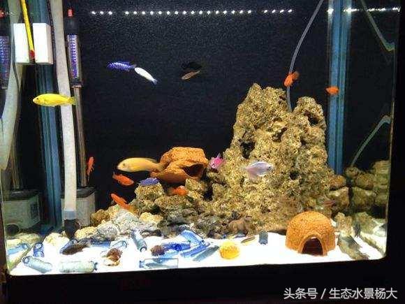 泰国斗鱼母鱼混养打架,斗鱼混养一定会打架吗