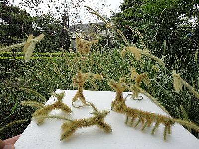 你还记得童年的狗尾草吗,狗尾草小时候