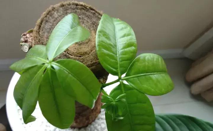 绿萝盆栽烂根了怎么办,君子兰绿萝叶子边发黄怎么办