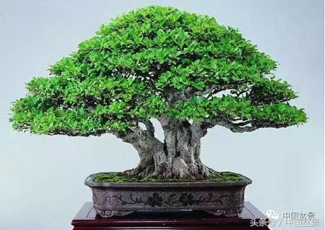 值得收藏的盆景养护常用技法