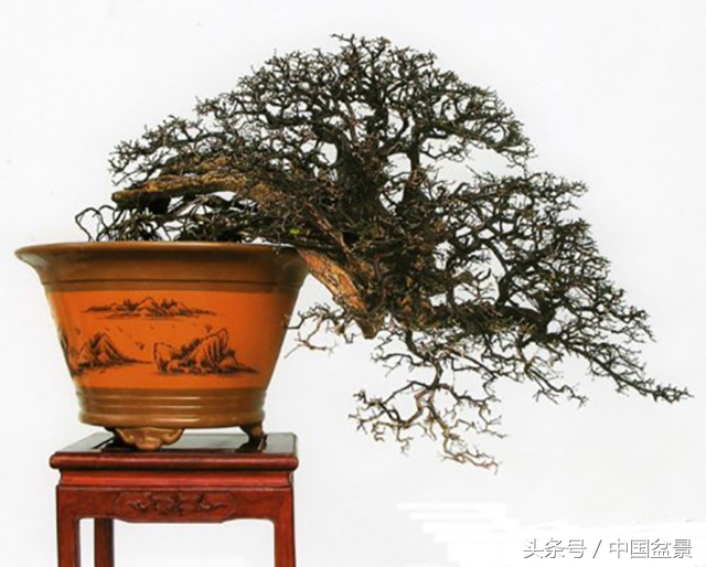 值得收藏的盆景养护常用技法