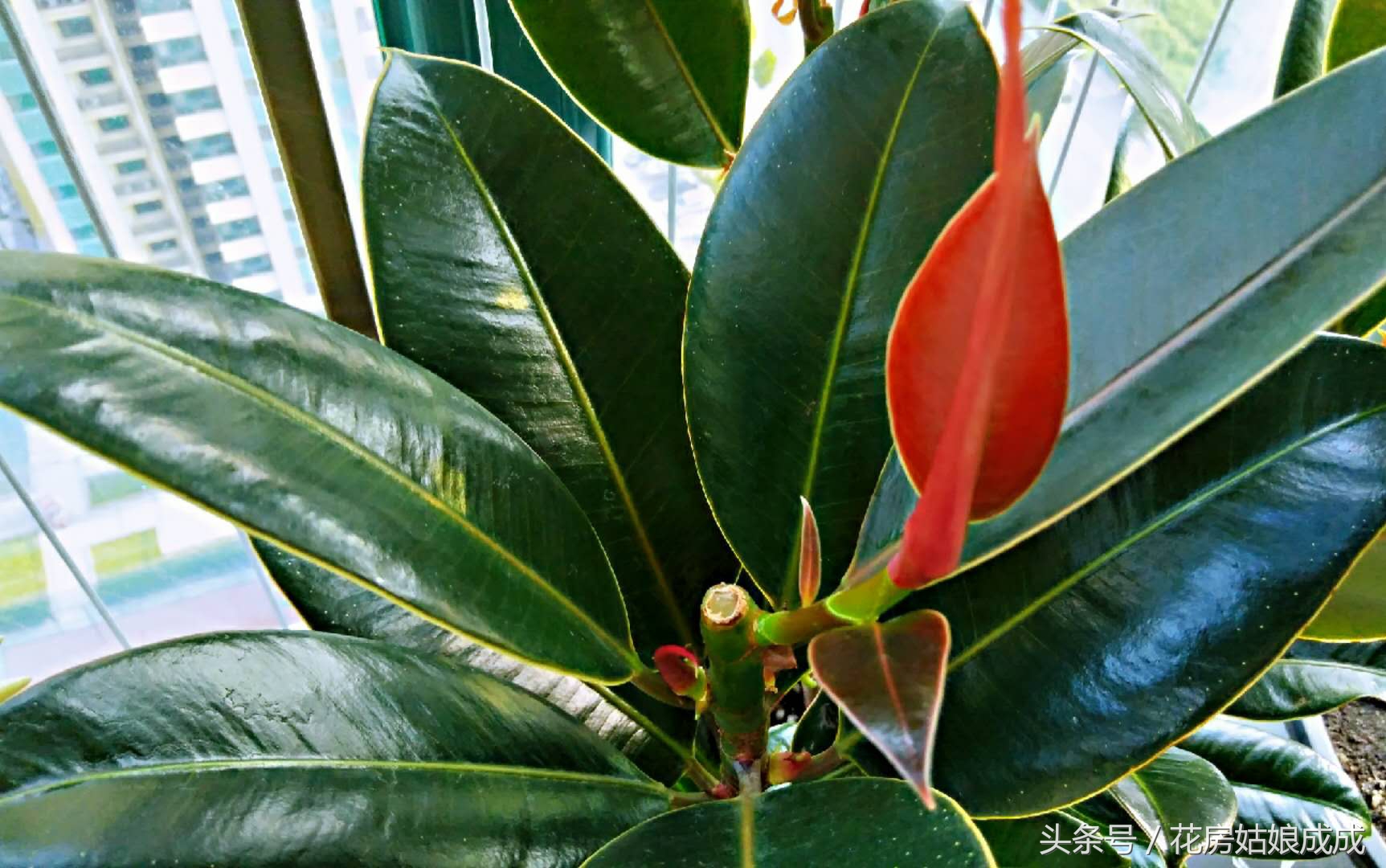 橡皮树如何养成老桩状态,怎么养橡皮树视频教程大全