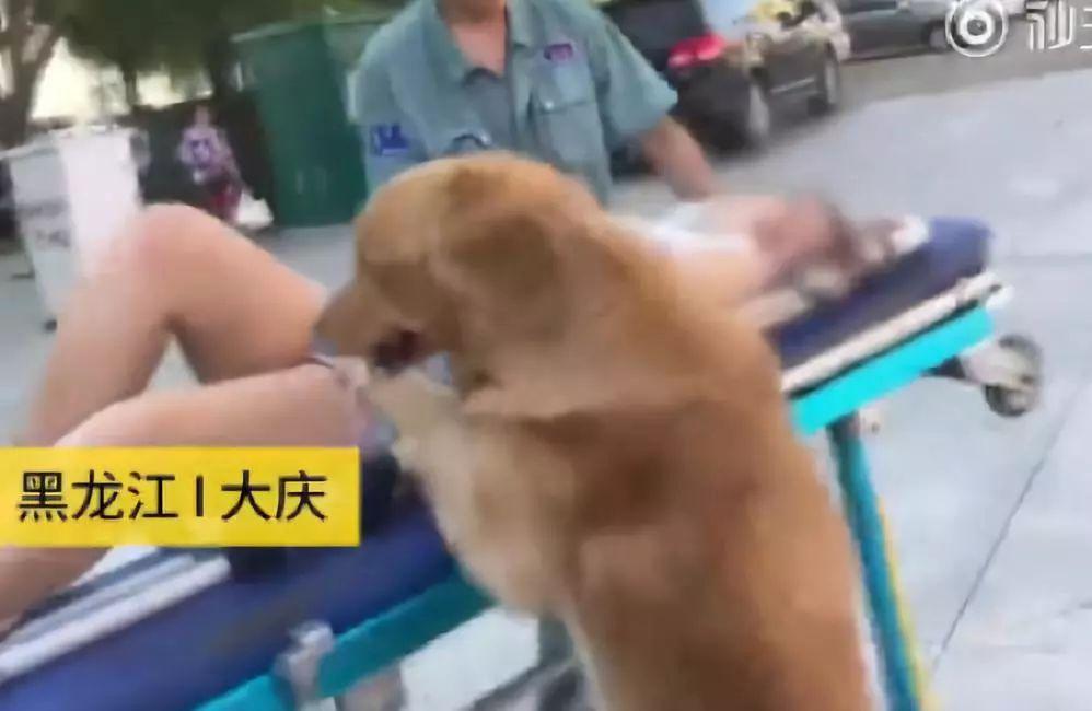 驴受惊一脚踢烂百万豪车,驴被狗咬受惊踢坏豪车