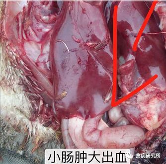 小鹅瘟发病视频,小鹅苗近期生病是什么原因