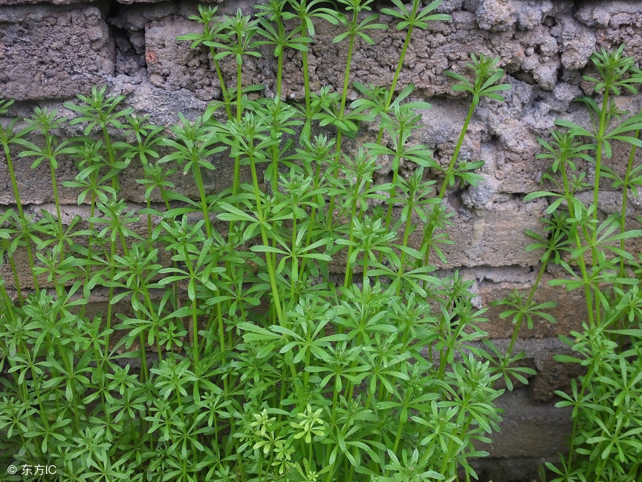 八仙草可以治什么病,八仙草真能治癌症吗