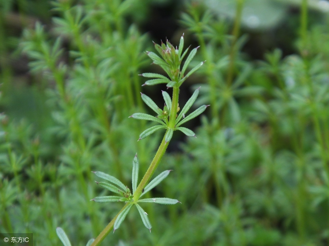 八仙草可以治什么病,八仙草真能治癌症吗