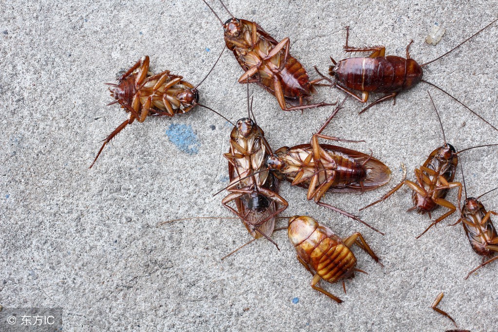 家里蟑螂太多怎么能彻底清除蟑螂,家里蟑螂太多了求真实有效妙招