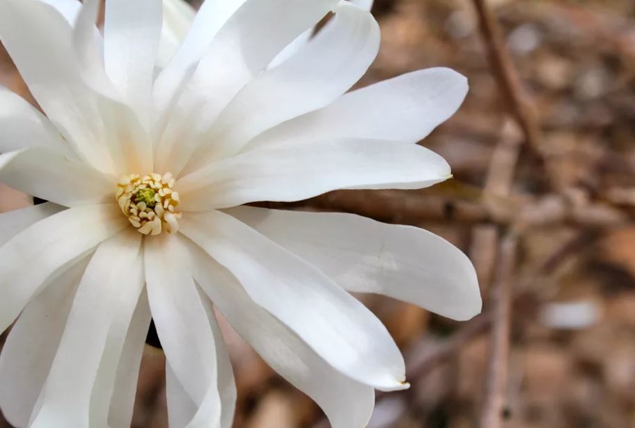 11种最漂亮的玉兰品种推荐，别再说你只认识白玉兰和红玉兰了