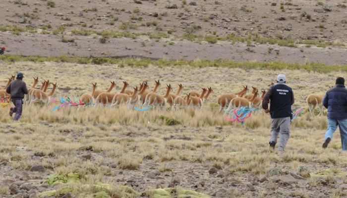 世界四大草原哪里好玩,世界四大草原呼伦贝尔大草原